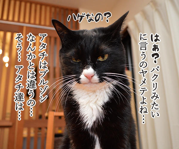 『ブルゾンちえみ』猫バージョン？？？　猫の写真で４コマ漫画　３コマ目ッ