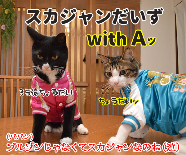 『ブルゾンちえみ』猫バージョン？？？　猫の写真で４コマ漫画　４コマ目ッ