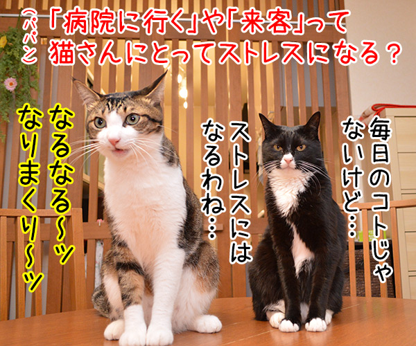 猫さんがストレスに感じるコトって？