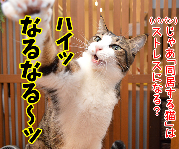 猫さんがストレスに感じるコトって？　猫の写真で４コマ漫画　２コマ目ッ