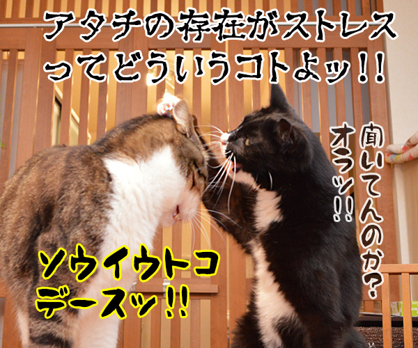 猫さんがストレスに感じるコトって？　猫の写真で４コマ漫画　４コマ目ッ