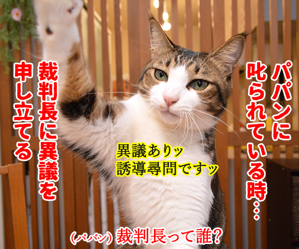 パパンに叱られている時、あずきさんとだいずさんは？　猫の写真で４コマ漫画　２コマ目ッ