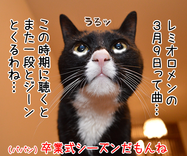 レミオロメンの３月９日っていい曲よねッ　猫の写真で４コマ漫画　１コマ目ッ