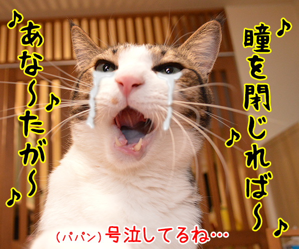 レミオロメンの３月９日っていい曲よねッ　猫の写真で４コマ漫画　２コマ目ッ