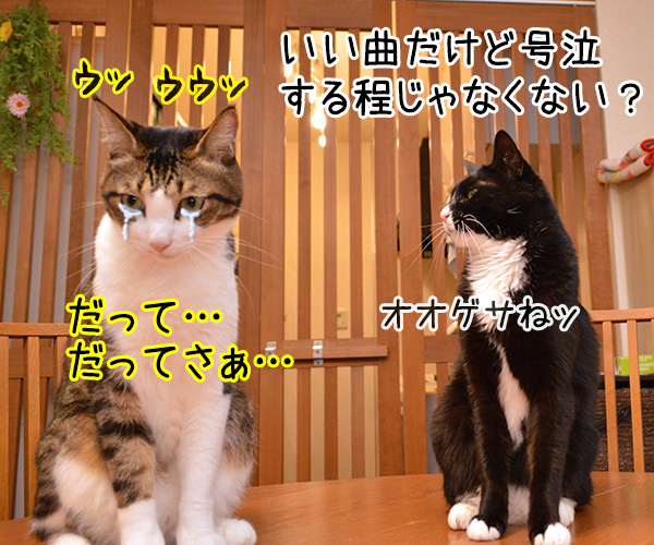 レミオロメンの３月９日っていい曲よねッ　猫の写真で４コマ漫画　３コマ目ッ