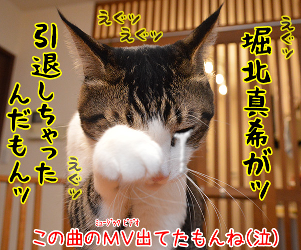 レミオロメンの３月９日っていい曲よねッ　猫の写真で４コマ漫画　４コマ目ッ