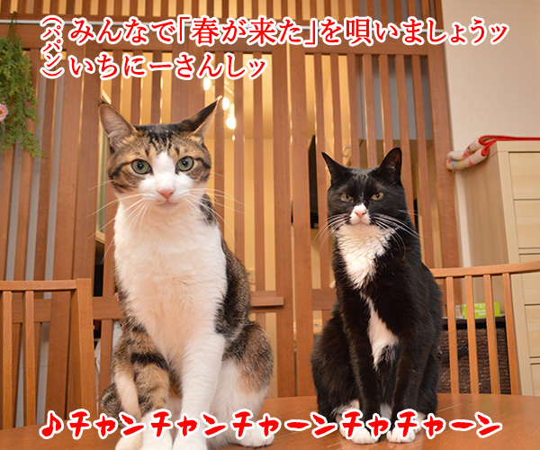 さあ みんなで『春が来た』を唄いましょーッ　猫の写真で４コマ漫画　１コマ目ッ