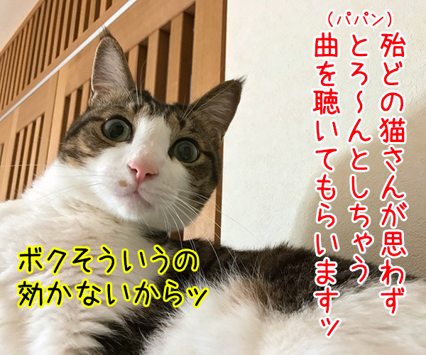 『ねこのための音楽～Music for Cats～』を聴かせてみたのッ