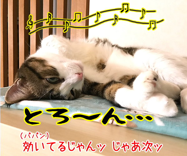 『ねこのための音楽～Music for Cats～』を聴かせてみたのッ　猫の写真で４コマ漫画　２コマ目ッ