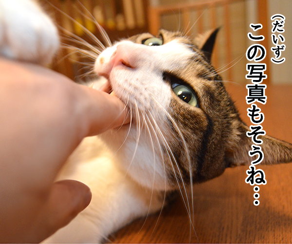 お写真選んでどうするの？　猫の写真で４コマ漫画　２コマ目ッ