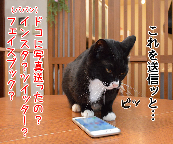 お写真選んでどうするの？　猫の写真で４コマ漫画　３コマ目ッ