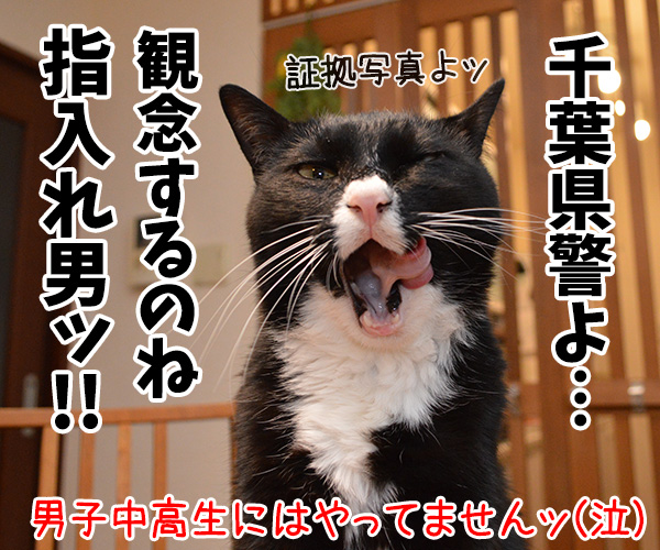 お写真選んでどうするの？　猫の写真で４コマ漫画　４コマ目ッ