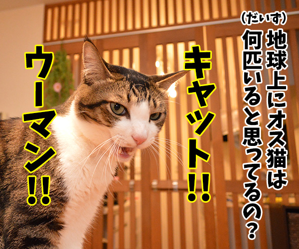 地球上にオス猫は何匹いると思ってるの？　猫の写真で４コマ漫画　１コマ目ッ