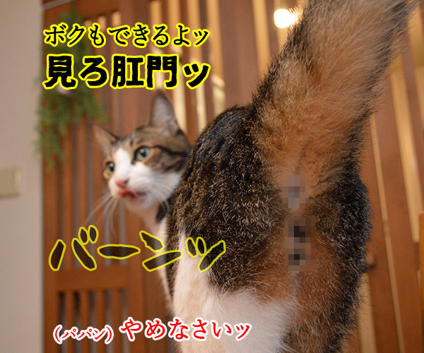 今の水戸黄門役は誰かしら？　猫の写真で４コマ漫画　２コマ目ッ