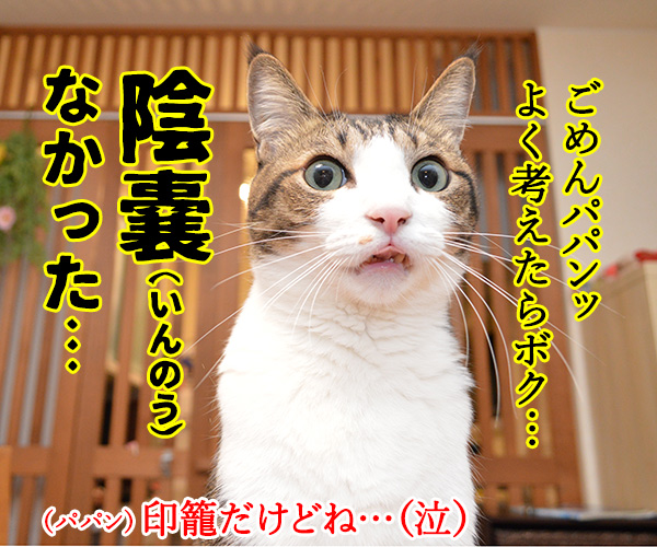 今の水戸黄門役は誰かしら？　猫の写真で４コマ漫画　４コマ目ッ