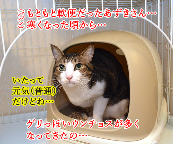 あずきさんのウンチョスのはなし　猫の写真で４コマ漫画　１コマ目ッ