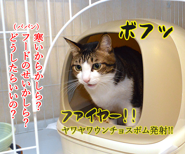 あずきさんのウンチョスのはなし　猫の写真で４コマ漫画　２コマ目ッ