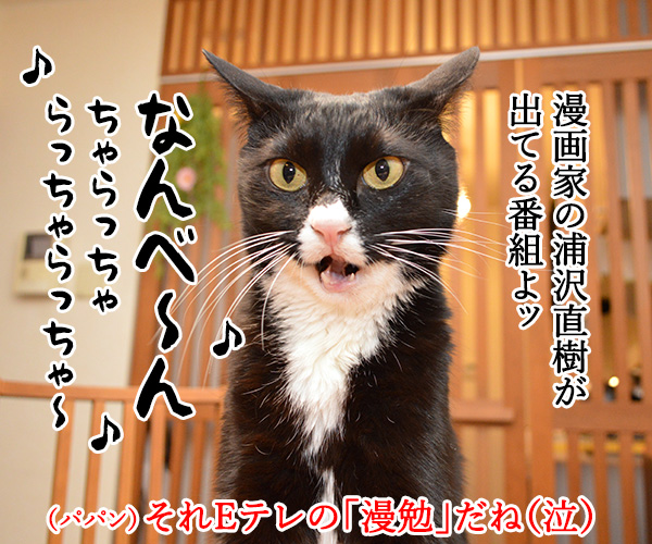 あずきさんのウンチョスのはなし　猫の写真で４コマ漫画　４コマ目ッ