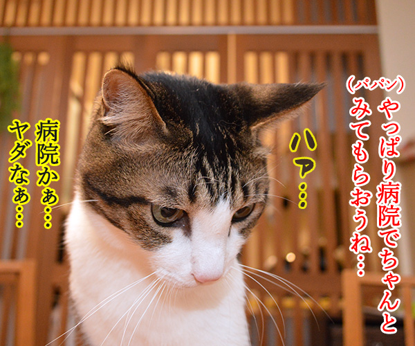 あずきさんのウンチョスのはなし 其のニ　猫の写真で４コマ漫画　１コマ目ッ