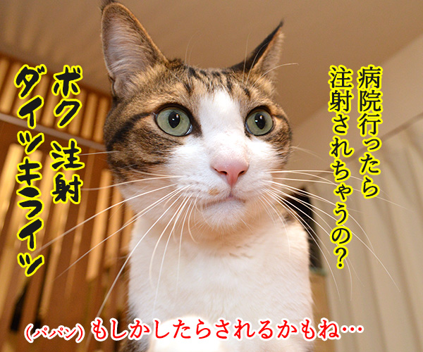 あずきさんのウンチョスのはなし 其のニ　猫の写真で４コマ漫画　２コマ目ッ