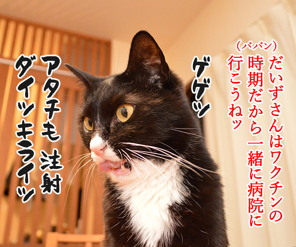 あずきさんのウンチョスのはなし 其のニ　猫の写真で４コマ漫画　３コマ目ッ