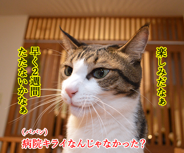 次はいつ病院行けばいいの？　猫の写真で４コマ漫画　２コマ目ッ