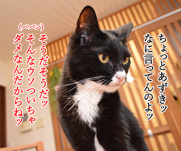 エイプリルフールだからって　猫の写真で４コマ漫画　３コマ目ッ