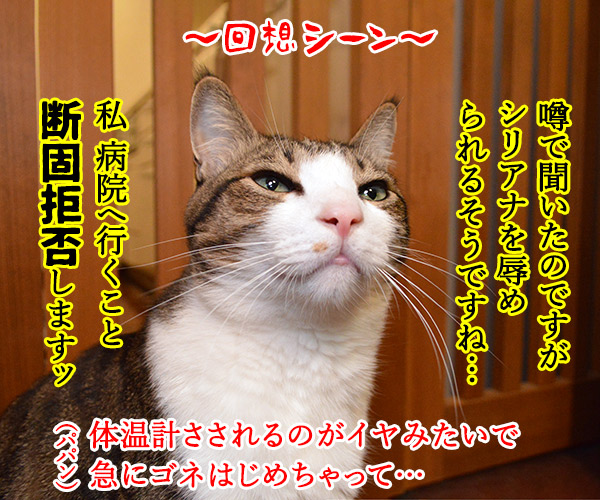 ウンチョスの経過報告に病院に行った時のはなし　猫の写真で４コマ漫画　２コマ目ッ