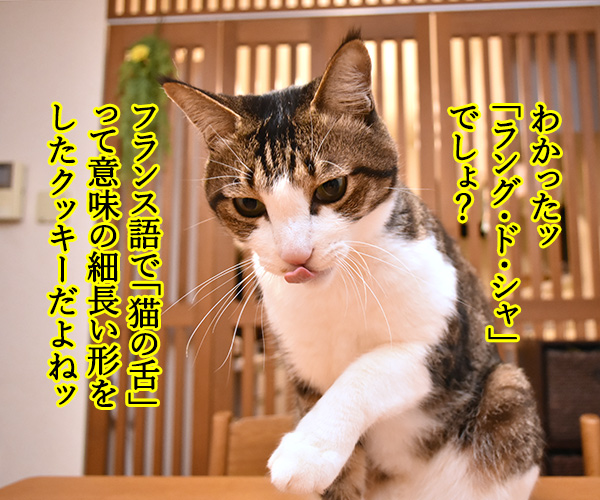 『猫の舌』を見るとアレが食べたくなるのよねッ　猫の写真で４コマ漫画　２コマ目ッ