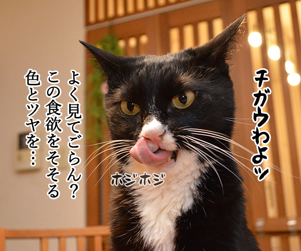 『猫の舌』を見るとアレが食べたくなるのよねッ　猫の写真で４コマ漫画　３コマ目ッ