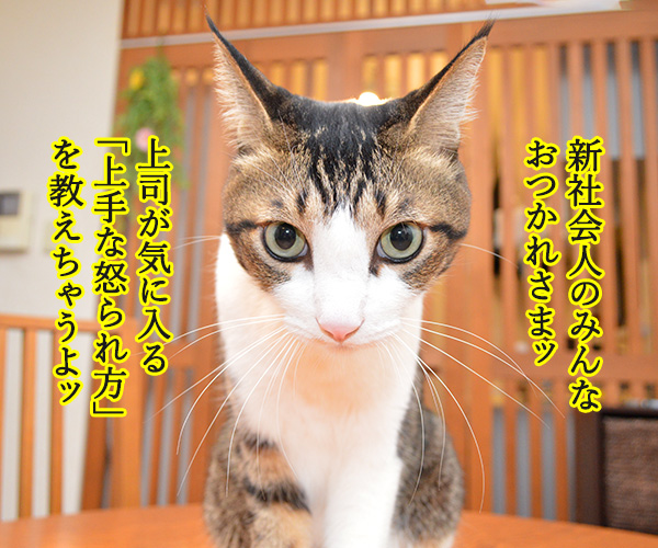 新社会人のみんなッ 『上手な怒られ方』教えてあげるッ　猫の写真で４コマ漫画　１コマ目ッ