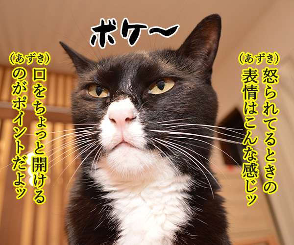 新社会人のみんなッ 『上手な怒られ方』教えてあげるッ　猫の写真で４コマ漫画　２コマ目ッ