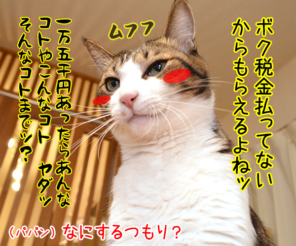 『臨時福祉給付金』ってなんなのよッ？　猫の写真で４コマ漫画　２コマ目ッ