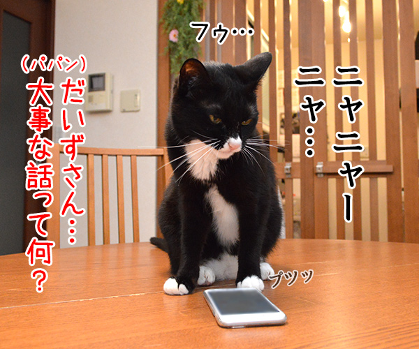 パパンのスマホで大事な話　猫の写真で４コマ漫画　３コマ目ッ