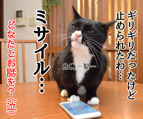 パパンのスマホで大事な話　猫の写真で４コマ漫画　４コマ目ッ