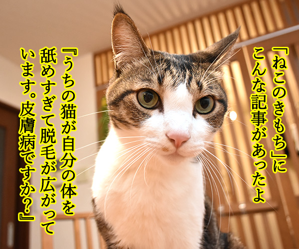 『ねこのきもち』にこんな記事が…