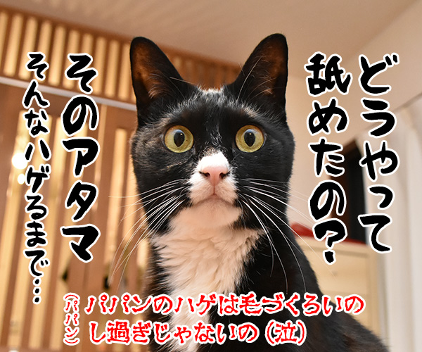 『ねこのきもち』にこんな記事が…　猫の写真で４コマ漫画　４コマ目ッ