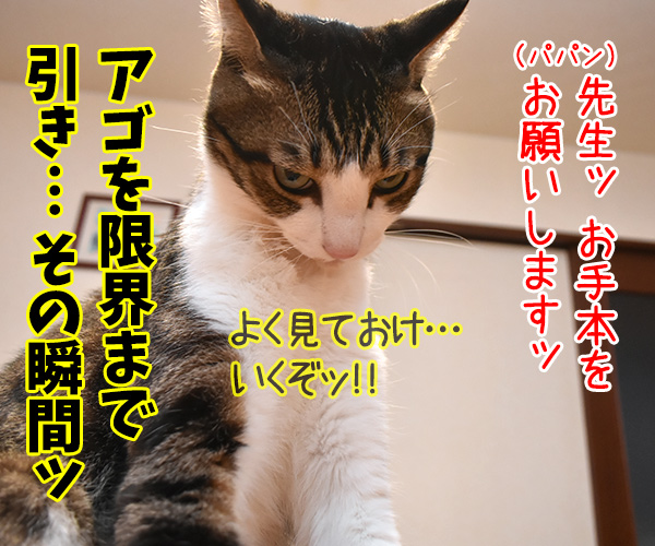 猫さんに弟子入りしてみたよ　其のニ