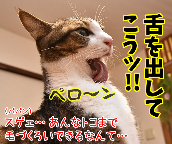 猫さんに弟子入りしてみたよ　其のニ　猫の写真で４コマ漫画　２コマ目ッ