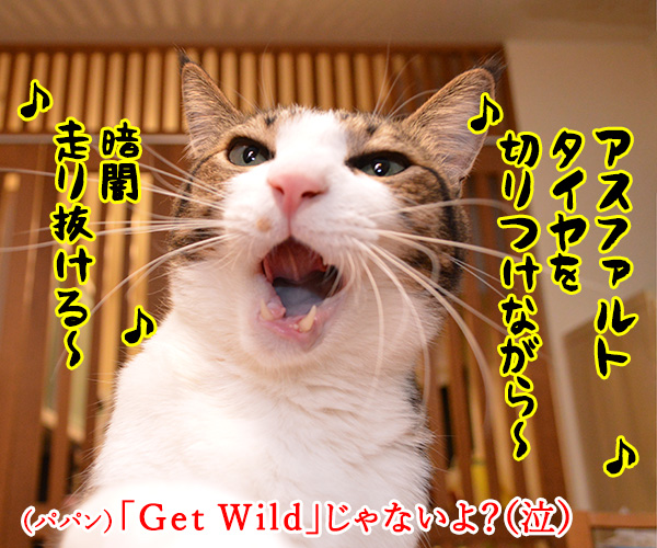 「ＧＷ」って何の略かしらッ？　猫の写真で４コマ漫画　２コマ目ッ