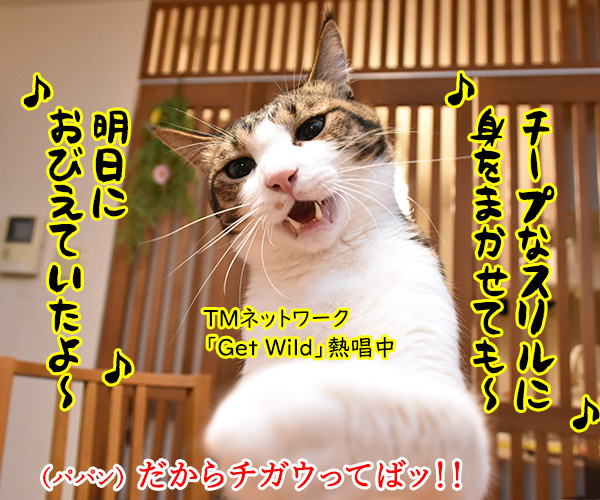 「ＧＷ」って何の略かしらッ？　猫の写真で４コマ漫画　３コマ目ッ