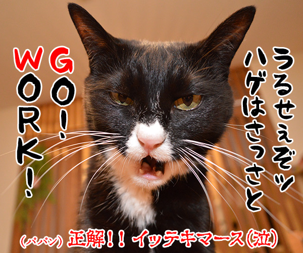 「ＧＷ」って何の略かしらッ？　猫の写真で４コマ漫画　４コマ目ッ