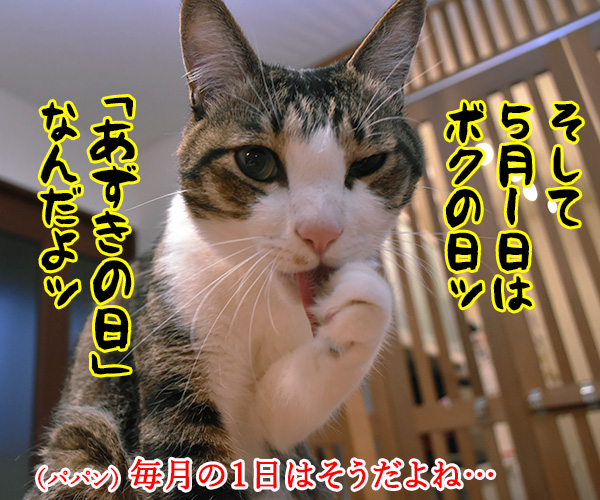 5月1日は何の日かしらッ？　猫の写真で４コマ漫画　２コマ目ッ