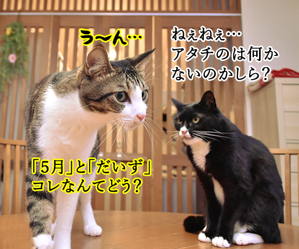 5月1日は何の日かしらッ？　猫の写真で４コマ漫画　３コマ目ッ