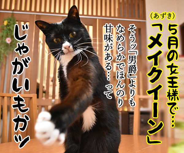 5月1日は何の日かしらッ？　猫の写真で４コマ漫画　４コマ目ッ