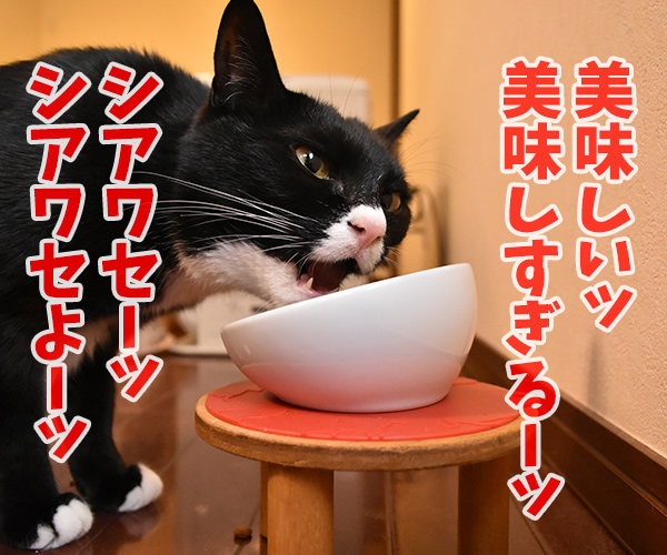 食べてるところを見ていたら…　猫の写真で４コマ漫画　２コマ目ッ