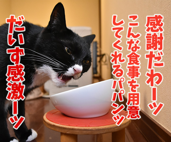 食べてるところを見ていたら…　猫の写真で４コマ漫画　３コマ目ッ