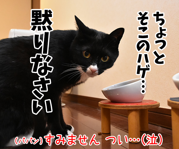 食べてるところを見ていたら…　猫の写真で４コマ漫画　４コマ目ッ