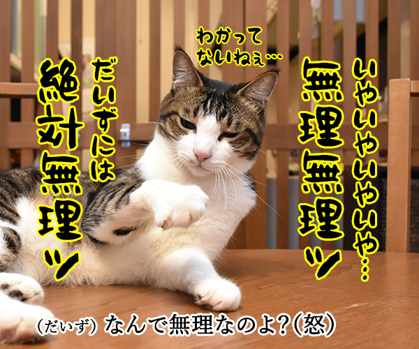 春ドラマのオススメは『緊急取調室』なのよッ　猫の写真で４コマ漫画　３コマ目ッ