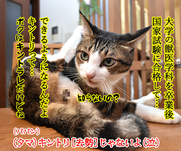 春ドラマのオススメは『緊急取調室』なのよッ　猫の写真で４コマ漫画　４コマ目ッ